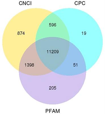 Sperm long non-coding RNAs as markers for ram fertility